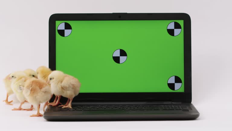 جوجههای بامزه روی کیبورد لپ تاپ با صفحه سبز، نمادی از تعامل کاربران با پورتال سلامت حیوانات و طراحی وبسایت دامپزشکی