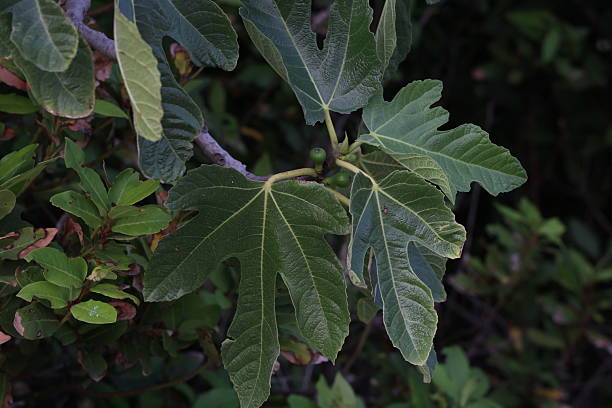 محصولات تازه و جذاب در قنادی مشهد