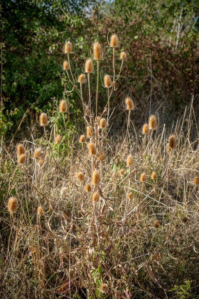 نمادی از طبیعت و مواد اولیه غنی گیلان برای آموزش آنلاین آشپزی