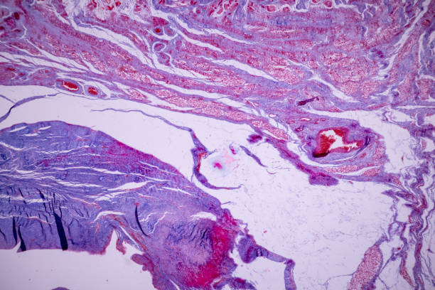 تحلیل هزینه و قیمت طراحی وبسایت LMS