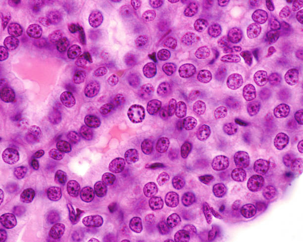 طراحی وبسایت در ایران برای سیستم مدیریت یادگیری
