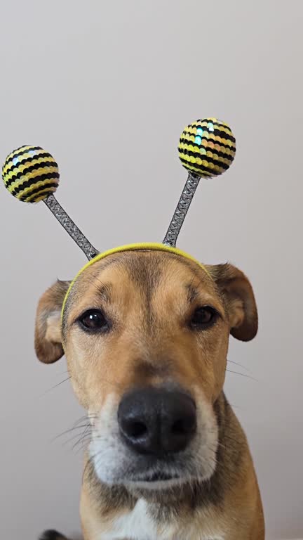 سگ با لباس زنبور عسل، نمادی از عسل ایلام و تجربه کاربری هوش مصنوعی در طراحی سایت D2C