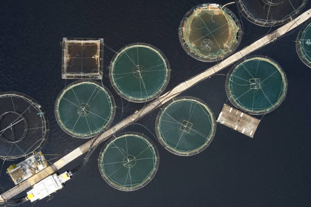 طراحی سایت فروش مستقیم ماهی برای حذف واسطهها پرورش ماهی در گیلان