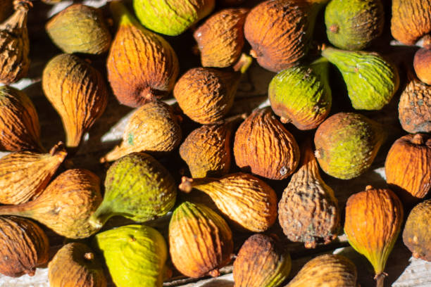 افزایش صادرات خشکبار با استراتژی دیجیتال