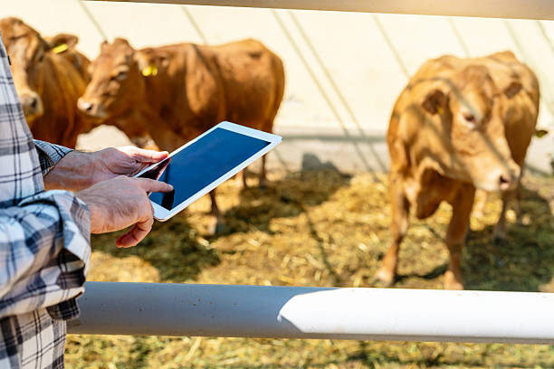 تحول دیجیتال خدمات دامپزشکی در کرمانشاه: استفاده از تبلت برای مدیریت سلامت دام