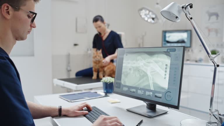 دامپزشک در حال معاینه گربه در کلینیک کرج - نقش ساخت نرم افزار مدیریتی یکپارچه در سئو محلی و برندینگ دیجیتال کلینیکهای دامپزشکی کرج