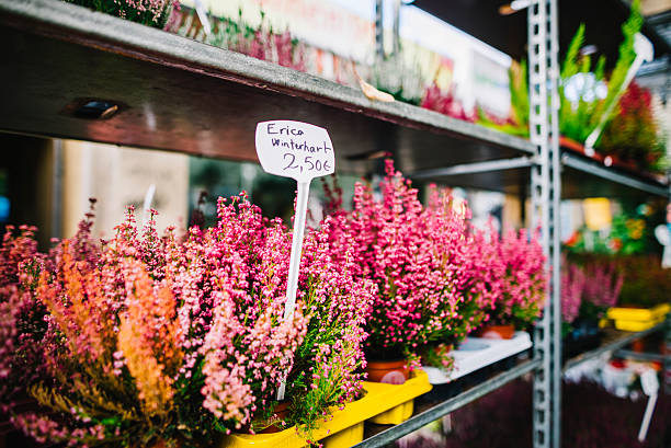 فروش گلهای تازه و زیبا - حذف واسطهها از بازار گل و طراحی سایت D2C برای گلخانههای گرگان