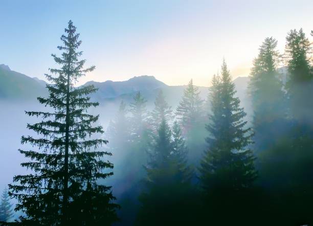 جنگل مهآلود و بکر، جذب طبیعتگردان به اقامتگاه بومگردی قزوین با سئو و بازاریابی قوی