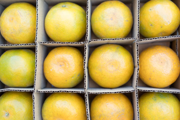 صادرات مرکبات مازندران با استراتژی برندینگ و سئو بینالمللی