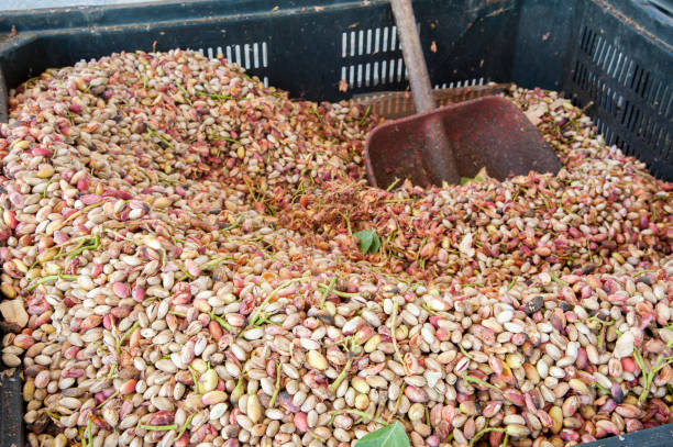 صادرات آنلاین پسته از باغهای کرمان با طراحی سایت D2C