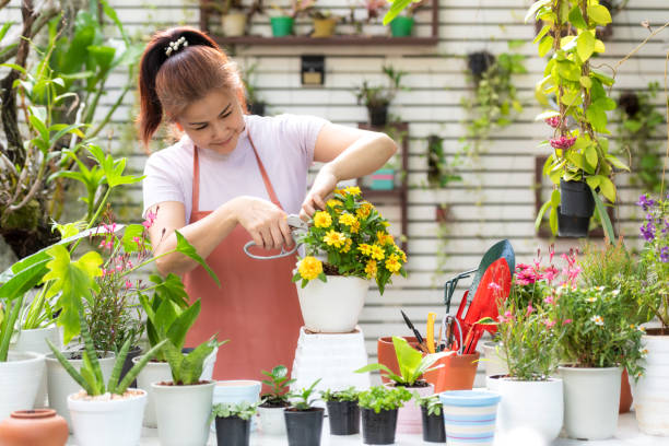 باغدار مازندرانی در حال بررسی محصولات برای فروش آنلاین مرکبات
