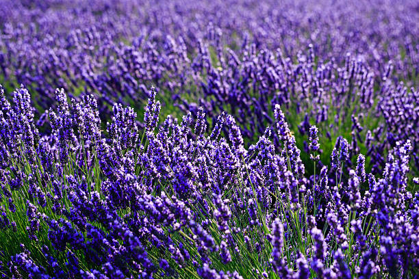 از مسقط تا شیراز با یک کلیک: نقشه راه بهینهسازی تجربه کاربری (UX) و سئو دوزبانه برای جذب توریست سلامت در آژانسهای مسافرتی - گردشگری سلامت، جذب توریست سلامت، آژانس مسافرتی آنلاین