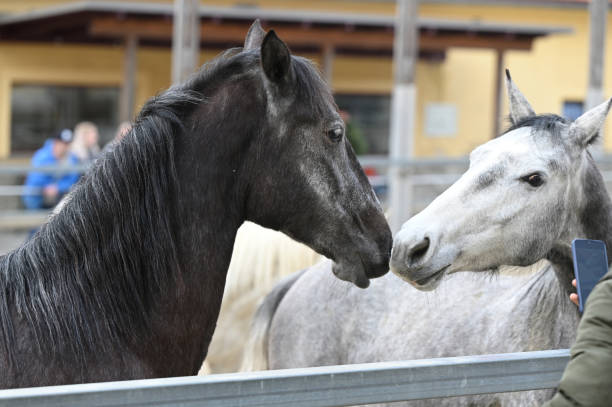 مزرعه پرورش اسب لیپیزانر در اتریش - برندینگ دیجیتال و سئو بینالمللی برای پرورشدهندگان اسب یزد