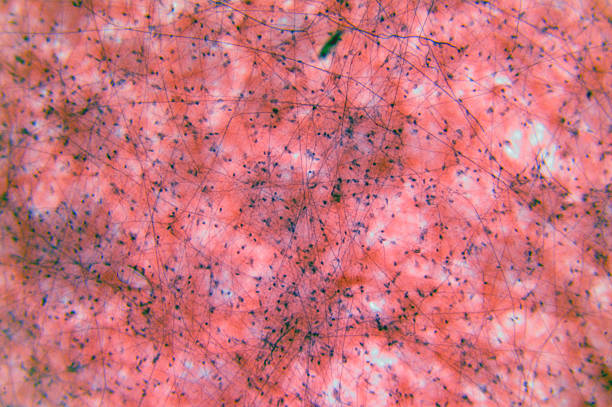 شبکه اتصالات یکپارچه وبسایت و LMS برای تجربه کاربری روان در آموزشگاه زبان