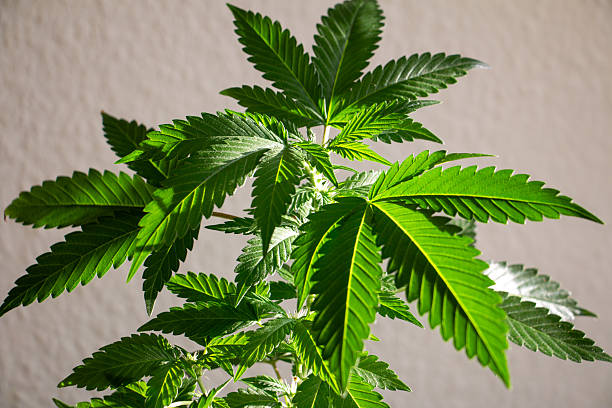 تصویری از یک گیاه دارویی با برگهای دندانهدار و ساقه سبز - روایت دیجیتال گیاهان دارویی زاگرس: استراتژی تولید محتوای سئو با هوش مصنوعی برای برندینگ و فروش مستقیم آنلاین از ایلام