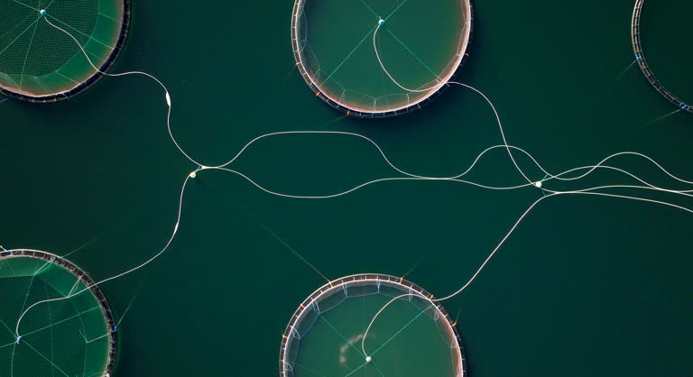 پشتیبانی سایت شیلات برای مزارع پرورش ماهی