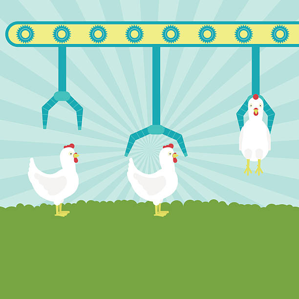 تولید صنعتی و بهداشتی محصولات طیور - تضمین کیفیت دامداری صنعتی، مدیریت زنجیره تامین دام