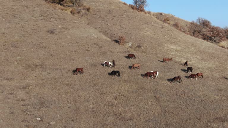 برندینگ دیجیتال اسب اصیل ترکمن در بجنورد برای بازارهای جهانی