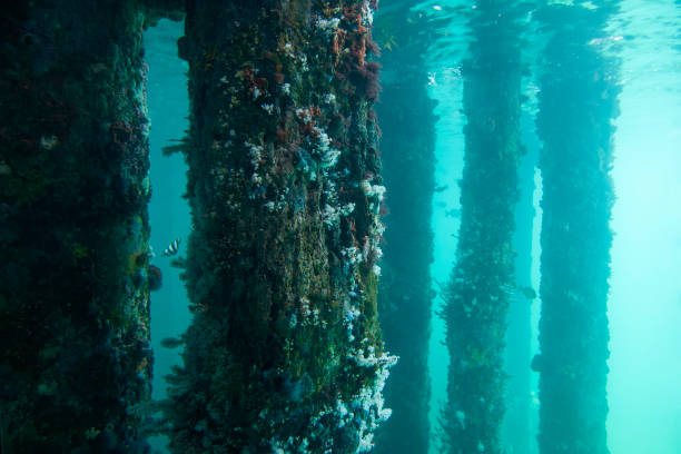 شفافیت زنجیره تامین دریایی: تحول تجربه کاربری (UX) با ساخت نرم افزار ردیابی IoT برای شرکتهای حملونقل بینالمللی بندرعباس - اینترنت اشیا در لجستیک - تجربه کاربری حمل و نقل