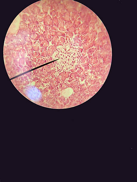 طراحی پلتفرم آموزش آنلاین LMS برای موسسات