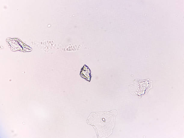 تحلیل میکروسکوپی، نمادی از دقت در پشتیبانی سایت آموزشگاه و بهینهسازی تجربه کاربری UX برای توانمندسازی صنعتگران