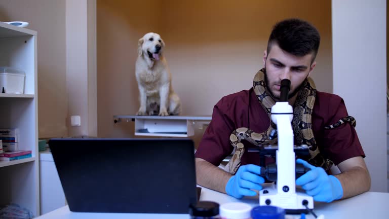 دامپزشک در حال بررسی نمونه زیر میکروسکوپ در کلینیک دامپزشکی کرج - نرم افزار مدیریت کلینیک دامپزشکی