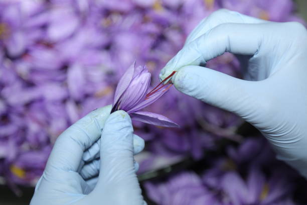 سئو بین المللی و بلاک چین برای زعفران