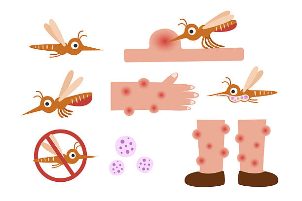 تصویر گرافیکی میکروسکوپی از حشره پشه - مثال از اهمیت بهداشت و سلامت در گردشگری سلامت