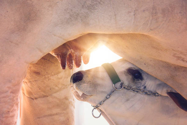 تغذیه هوشمند، صادرات پایدار: استراتژی دیجیتال مارکتینگ B2B و یکپارچهسازی سایت با IoT برای تولیدکنندگان خوراک دام در ساری - تغذیه دام و بهرهوری