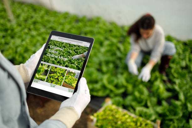 فروشگاه آنلاین محصولات ارگانیک: نقشه راه سئو B2B و ساخت پلتفرم یکپارچه برای شرکتهای کشاورزی هوشمند در گرگان