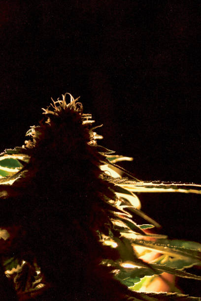 سایه یک غنچه گل بینقص - برندینگ دیجیتال گل و نماد کیفیت