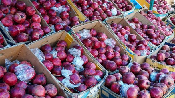 فروش انار ساوه در بازارهای جهانی از طریق پورتال B2B امن