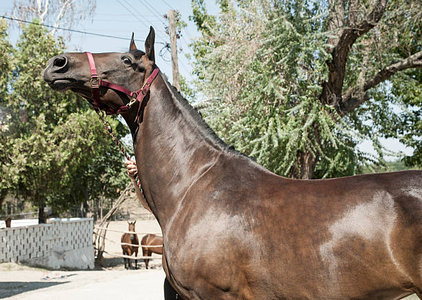 شکوه اسب ترکمن در ویترین جهانی: استراتژی برندینگ دیجیتال و طراحی سایت برای پرورشدهندگان اسب اصیل در بجنورد - پرتره اسب زیبا در تابستان