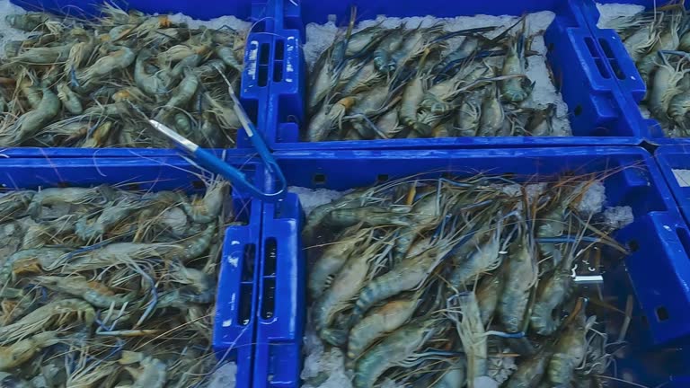 تضمین کیفیت میگو از خلیج فارس