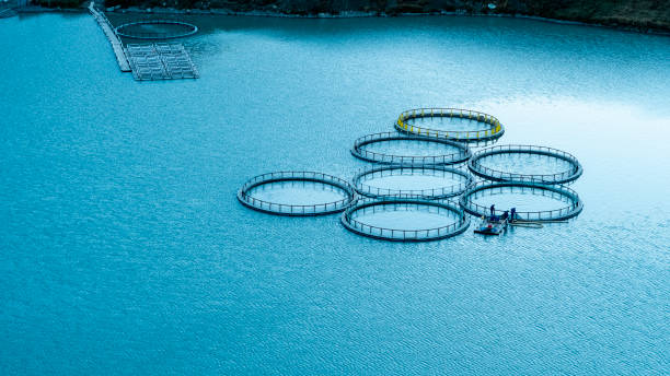 طراحی سایت پرورش ماهی با استراتژی D2C برای فروش مستقیم قزل آلای اردبیل