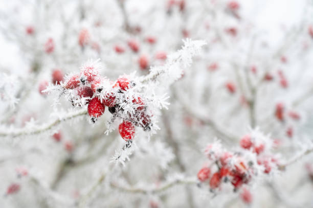 پیشبینی موج سرما و استراتژی بازاریابی فصلی برای تولیدکنندگان پوشاک زمستانی اردبیل در سال ۱۴۰۵