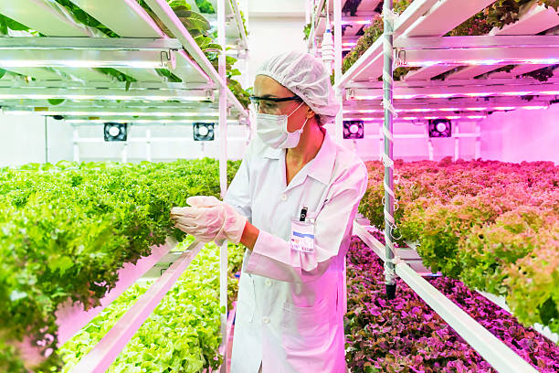 تحلیل دادهها در کشاورزی هوشمند و گلخانههای مدرن