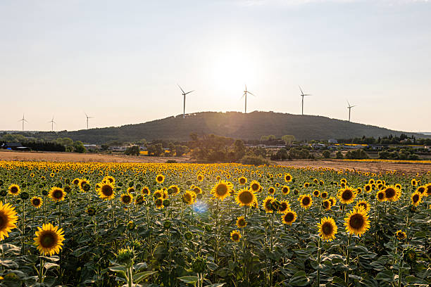 گردشگری پایدار و هوش مصنوعی در طراحی وبسایت گیلان