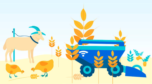 دام در حال چرا در مزرعه سبز مازندران و تاثیر نرم افزار مدیریتی بر بهبود وضعیت - استراتژی ساخت نرم افزار مدیریتی و برندینگ دیجیتال برای موفقیت در سئو D2C دامداریهای ساری