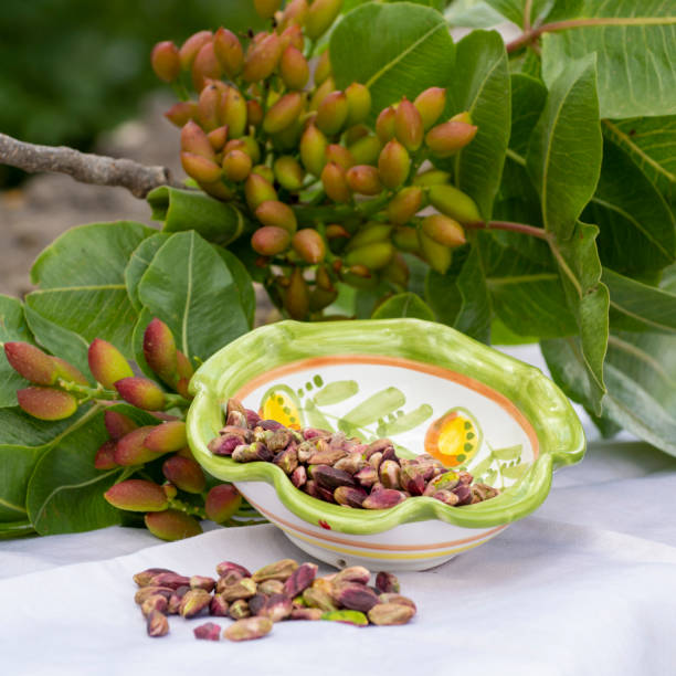 مدیریت هوشمند صادرات طلای سبز و سئو بینالمللی پسته: پسته تازه و باکیفیت