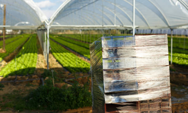 سادگی و تازگی محصولات گلخانهای در یک وبسایت D2C – حذف واسطهها از دشت گرگان: راهنمای جامع طراحی سایت D2C و برندینگ دیجیتال برای فروش مستقیم محصولات گلخانهای