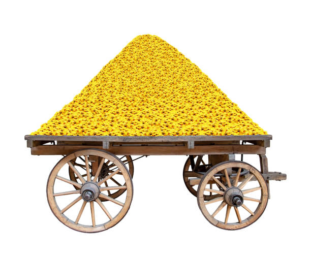 بازاریابی دیجیتال برای صادرکنندگان: رونق طلای سفید همدان با دیجیتال مارکتینگ