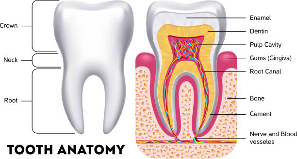 اطلاعات تخصصی و سئو برای کلینیک دندانپزشکی و افزایش لید با پینو سایت