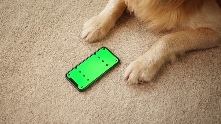 فروش آنلاین فرش با استفاده از تکنولوژی AR