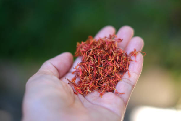 دست ناشناس در حال نگهداشتن یک پیمانه زعفران قرمز - تضمین اصالت و کیفیت زعفران صادراتی از مشهد با پشتیبانی سایت و IoT برای برندینگ دیجیتال صادرکنندگان