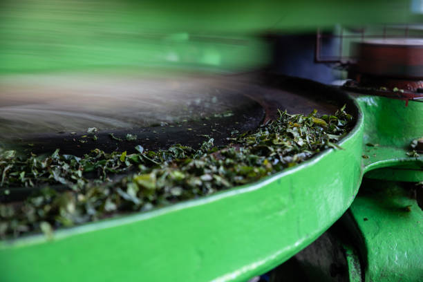 بازاریابی دیجیتال چای و طراحی وبسایت D2C: دستگاههای فرآوری چای برای صادرات چای از رشت