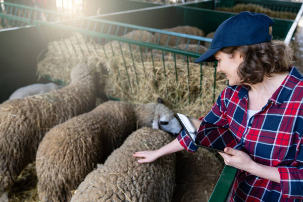 دامدار زن در حال استفاده از تبلت برای مدیریت گله با نرم افزار مدیریتی - استراتژی ساخت نرم افزار مدیریتی و برندینگ دیجیتال برای موفقیت در سئو D2C دامداریهای ساری