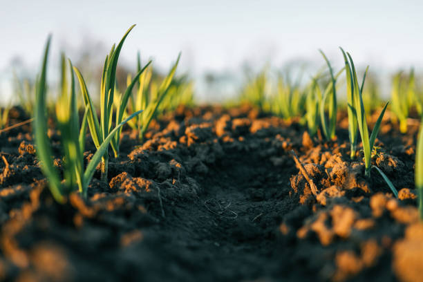 نقشه راه طراحی سایت B2B برای تولیدکنندگان کود جهت تضمین حاصلخیزی خاک