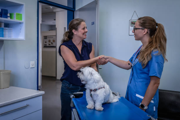 طراحی سایت پزشکی حرفهای برای بیمارستان دامپزشکی در کرج: برندینگ دیجیتال و افزایش اعتماد مراجعین ۲۰۲۶ - افزایش اعتماد مراجعین دامپزشکی