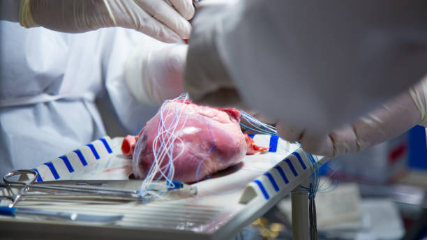 توسعه وبسایت سلامت و آموزش سئو برای فوق تخصص قلب و عروق در مشهد: تیم جراحان قلب در حال تمرین عمل تعویض دریچه قلب مصنوعی